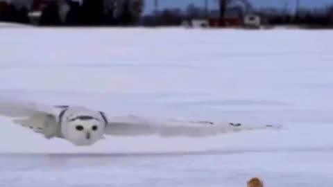 Snowy owl sneaks behind an unaware mouse.