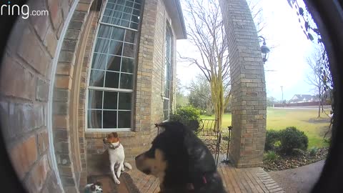 Adorable dog learn how to ring a doorbell