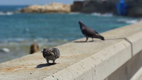 A pair of pigeons sitting by the sea