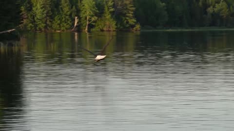 Bald Eagle Catches Fish!