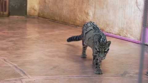 Wild marble cat walks in the zoo