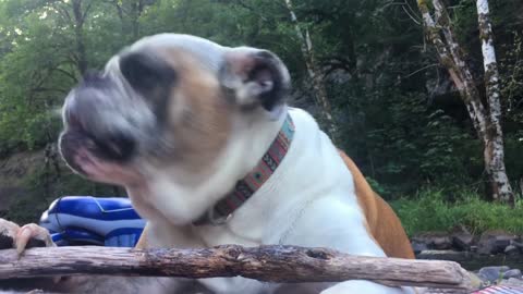 This Dog Is OBSESSED With Finding The Stick |