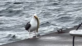 Seagull Swallows Whole Eel for Lunch