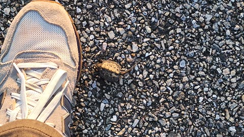 Baby snapping turtle