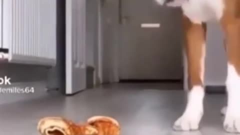 Boxer dog jumps in a funny way