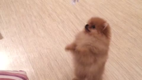 Puppy is dancing