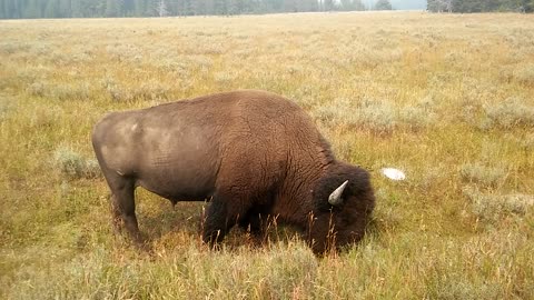 Wild Buffalo nature