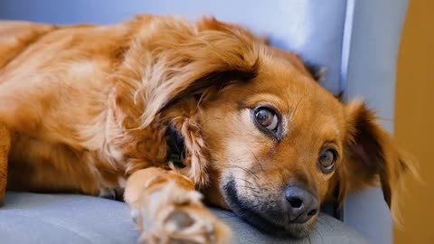 Cute baby dogs are ready.