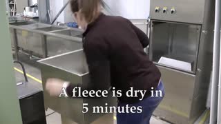 Learn Alpaca Shearing Technique