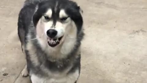 Siberian Husky smiling