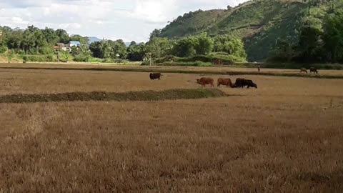 cows and rice fields in my hometown