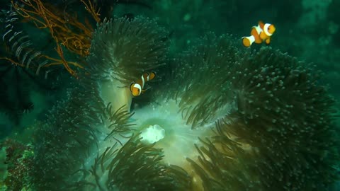 unusual animals underwater world aquarium fish