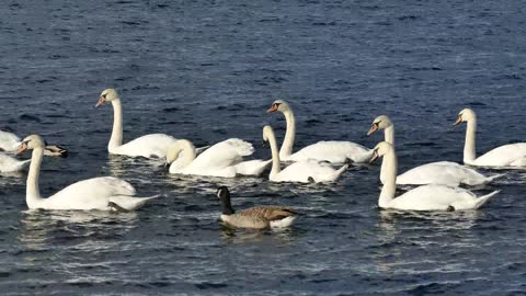 Swan Having Fun In The River