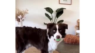Dog Performs The Most Dramatic Ball Drop Ever