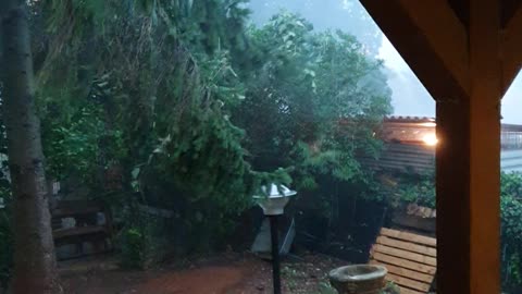 Severe Rainstorm Blows Backyard Tree Down