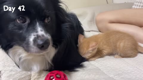Rescued Tiny Kitten Grows Up Believing He’s a Big Dog - 2024