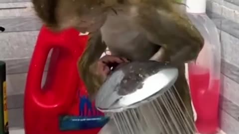 Monkey bathing video.Watch Till End & Enjoy.