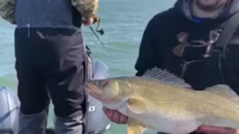 11.30 pound lake Erie pre-spawn Hogg