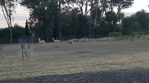 Alpacas Rounding Up Sheep.