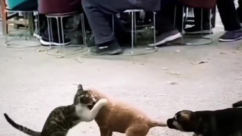 Cat & Dog. Action video