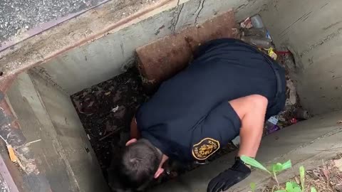 Mother duck waits as officers save ducklings