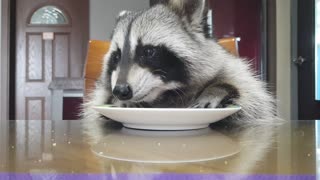 Raccoon is sitting at the table eating the baked rice cake.