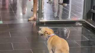 Dog Dances Towards Owner