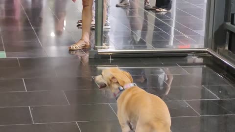 Dog Dances Towards Owner