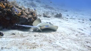 Blue Spotted Stingray Being Cleaned by Fish