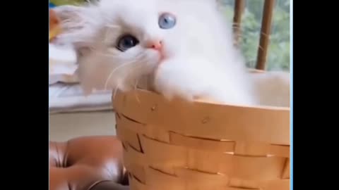 Cute Cat in basket