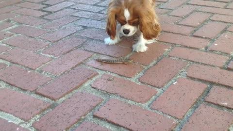 Puppy meets lizard that the cat brought home.