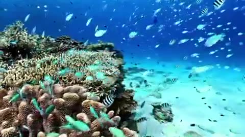 Underwater Beauty