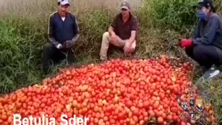 En plena crisis se pierden toneladas de tomate en Santander