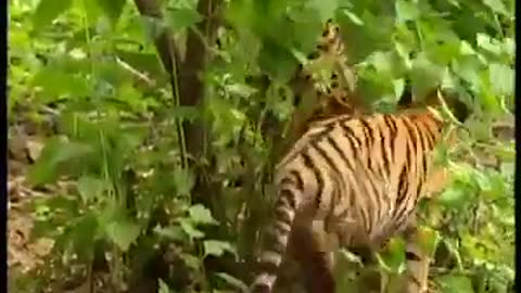 Monkey fight tiger