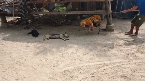 Wow Nice!!! Fake Tiger Prank Dog Run So Funny Video