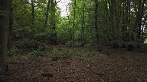 Camera captures strange apparition in the woods