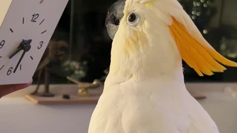 Topaz The Cockatoo Meets His Match