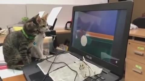 this video shows kittens watching tom and jerry
