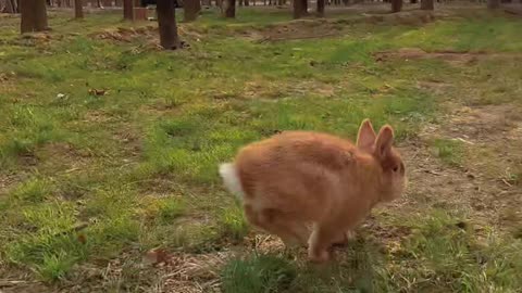 #Rabbit