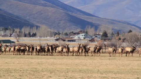 a large herd of elk in fields by houses panning shot