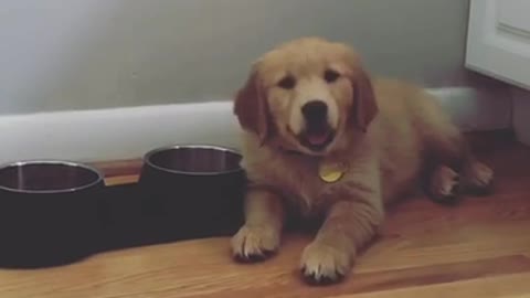hungry pup