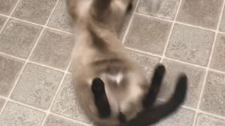 Dog and cat wrestle in kitchen