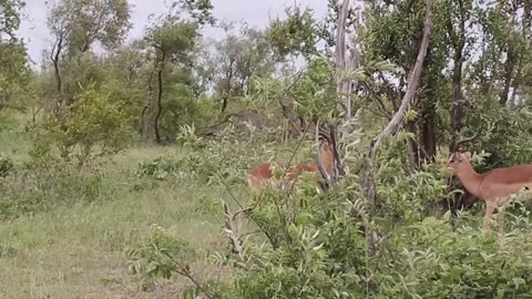 Impala Rams Fighting