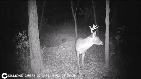 Backyard Trail Cams - Buck Posing for Camera