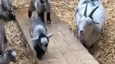 Goat's treadmill