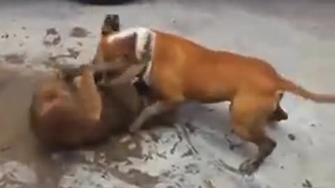 Pitbul vs dorimon dog fight omg