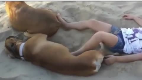 Best funny Dogy in beach