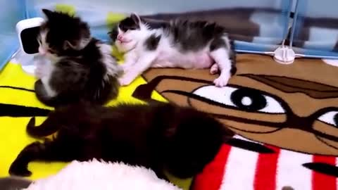 Hungry kitten adorably falls asleep during his feeding 😻