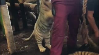 Tigers Turn Zookeeper Into Scratching Posts