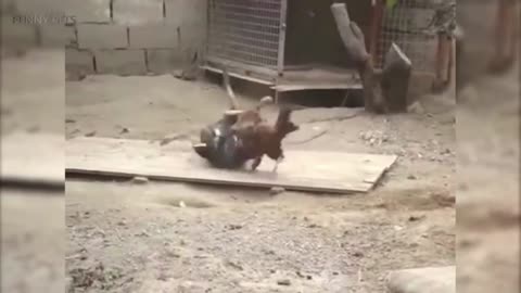 Chicken is playing with dog